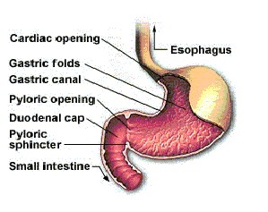 immagini stomaco